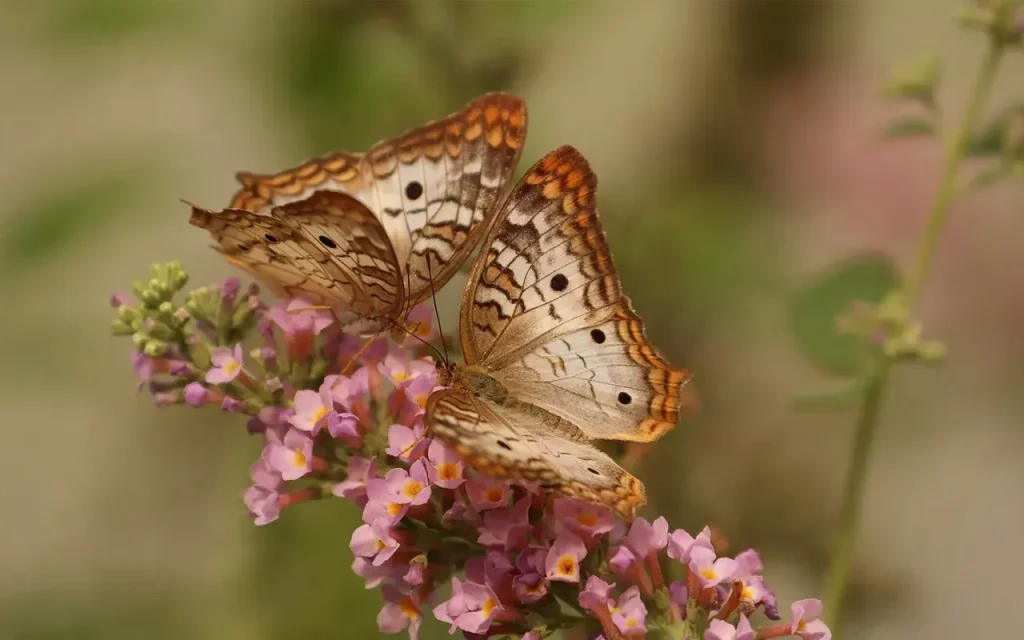 Tecnica Metamorfica